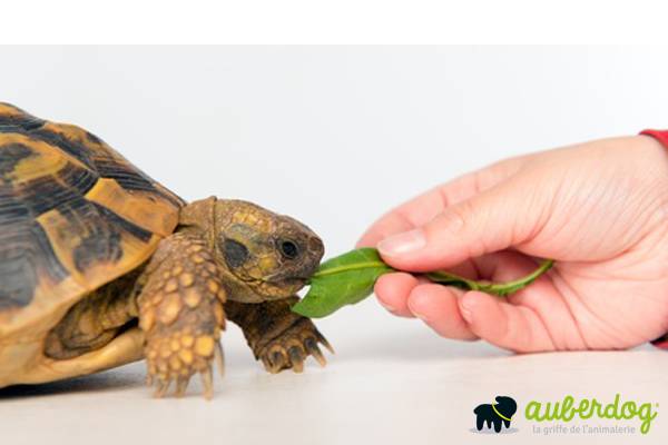 Pompe a chaleur pour tortue
