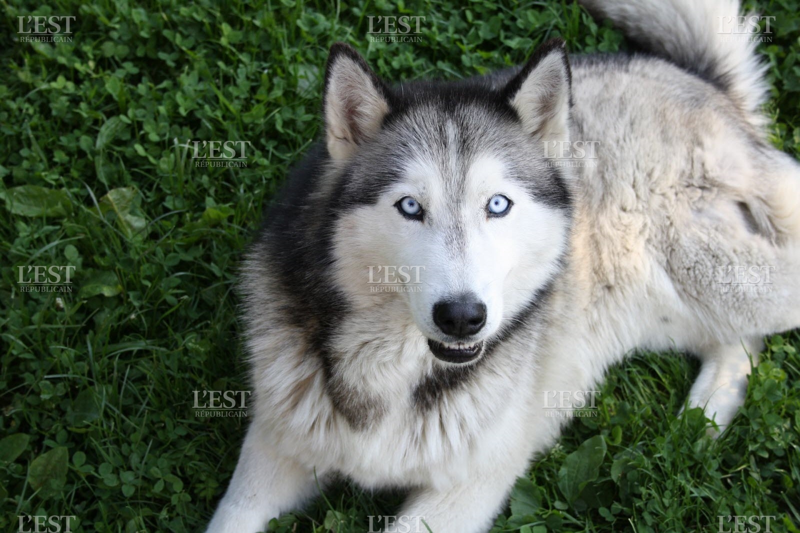 Pompe a chaleur husky